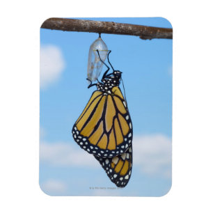 Magnet Flexible Papillon monarque, avec Chrysalis