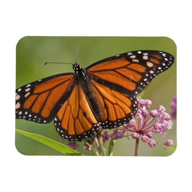 Magnet Flexible Papillon monarque mâle sur asclépiade incarnate (Horizontal)