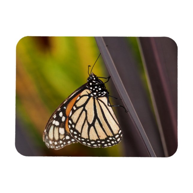 Magnet Flexible Papillon Monarque sur Agave (Horizontal)