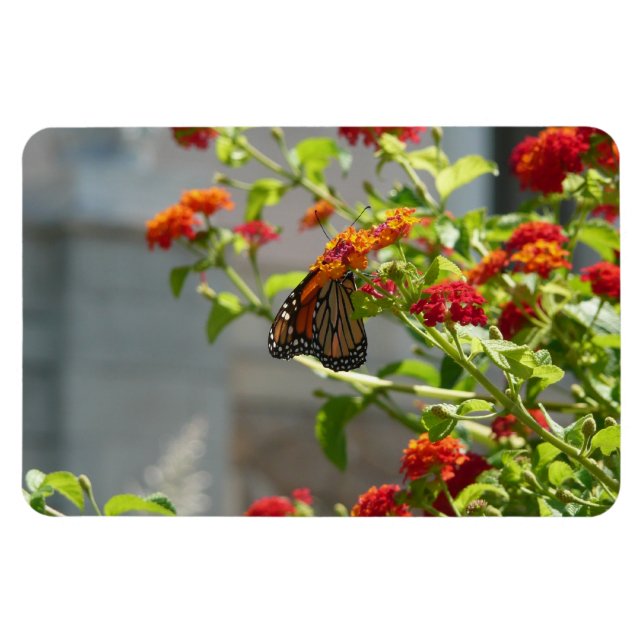 Magnet Flexible Papillon monarque sur le papillon rouge Bush (Horizontal)
