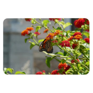 Magnet Flexible Papillon Monarque sur un Buddleia Rouge