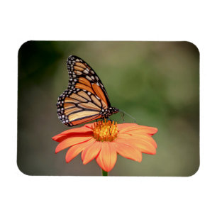Magnet Flexible Papillon Monarque sur une fleur d'orange