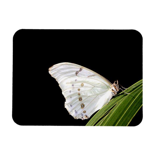 Magnet Flexible Papillon morpho blanc sur la feuille (Horizontal)