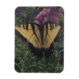 Magnet Flexible Papillon noir et jaune photo personnalisée  