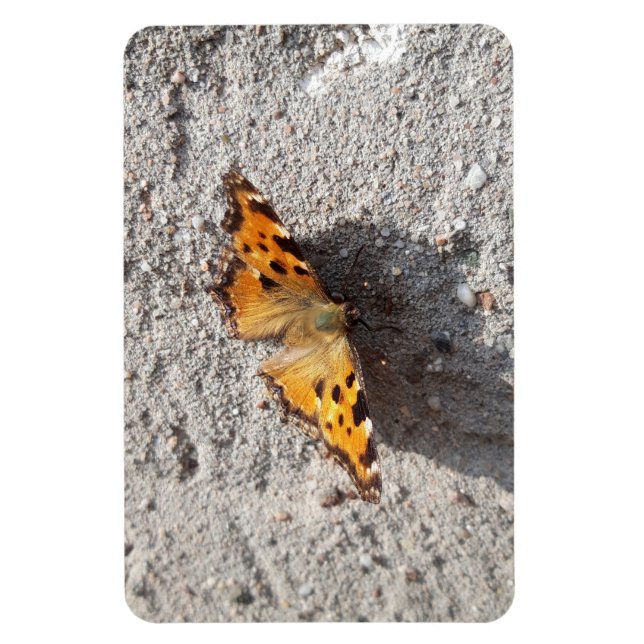 Magnet Flexible Papillon sous le soleil (Vertical)