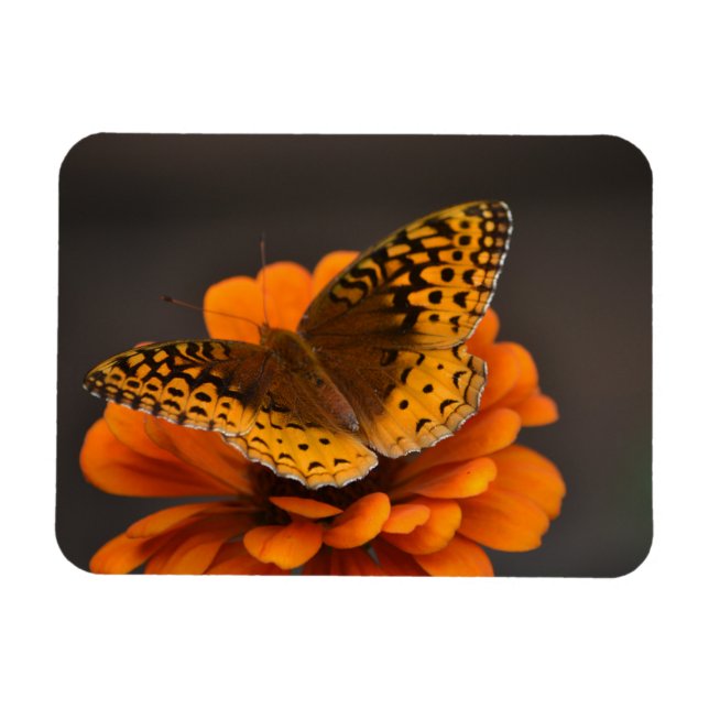 Magnet Flexible Papillon sur aimant Zinnia (Horizontal)