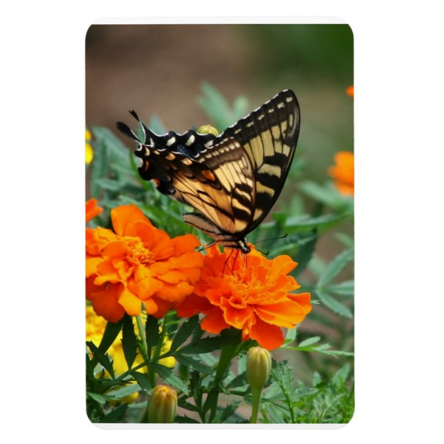 Magnet Flexible Papillon sur fleurs orange et jaune Premium (Vertical)