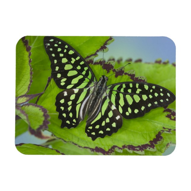 Magnet Flexible Papillon sur fond vert (Horizontal)