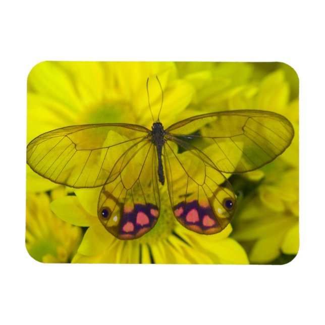Magnet Flexible Papillon sur jaune (Horizontal)