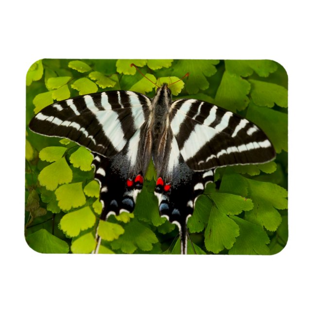 Magnet Flexible Papillon swallowtail américain (Horizontal)