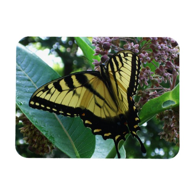 Magnet Flexible Papillon Swallowtail I sur Asclépiade à Shenandoah (Horizontal)