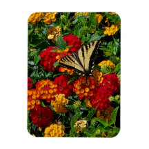 papillon swallowtail jaune fleurs orange & rouges
