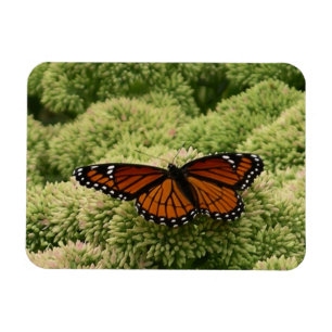 Magnet Flexible Papillon Viceroy Belle photographie de la nature