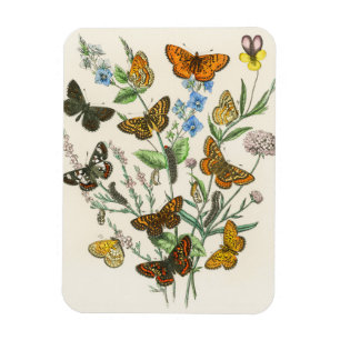 Magnet Flexible Papillons et fleurs Illustration Vintage 1