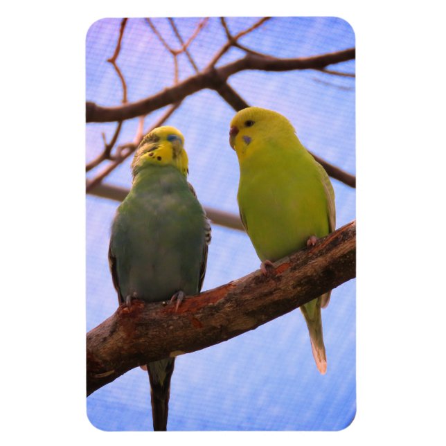 Magnet Flexible Parakeet Couple (Vertical)