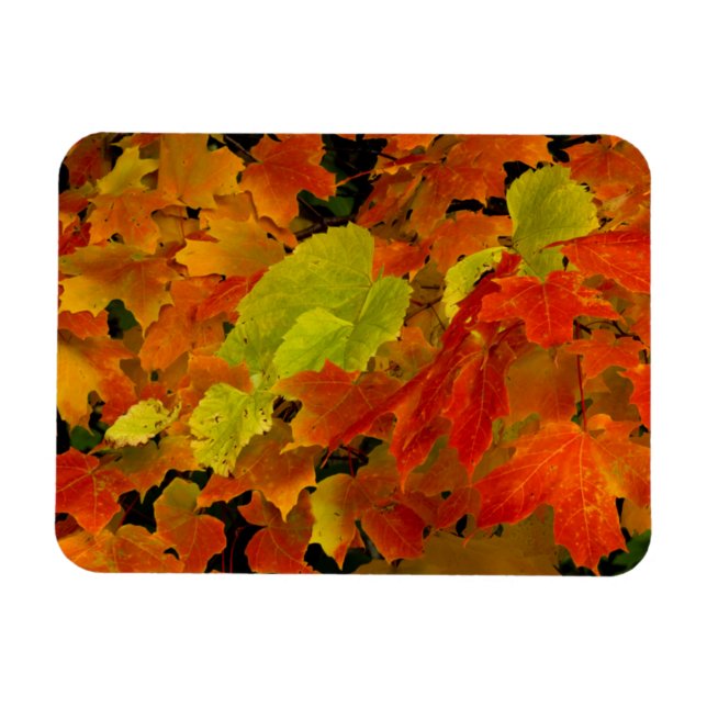 Magnet Flexible Parc d'État d'Itasca, couleurs d'automne (Horizontal)