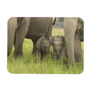Magnet Flexible Parc national de Corbett, Uttaranchal, Inde.