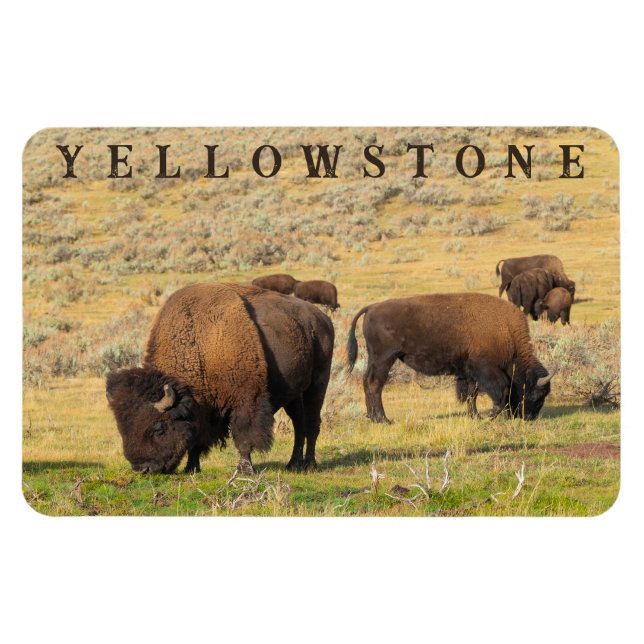 Magnet Flexible Parc national de Lamar Valley Bison Yellowstone (Horizontal)