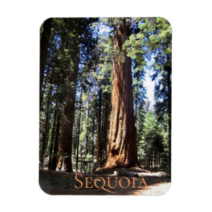 Magnet Flexible Parc national de Sequoia