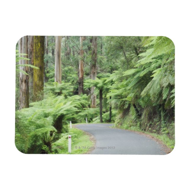 Magnet Flexible Parc national de Tarra Bulga, Strzelecki Ranges (Horizontal)