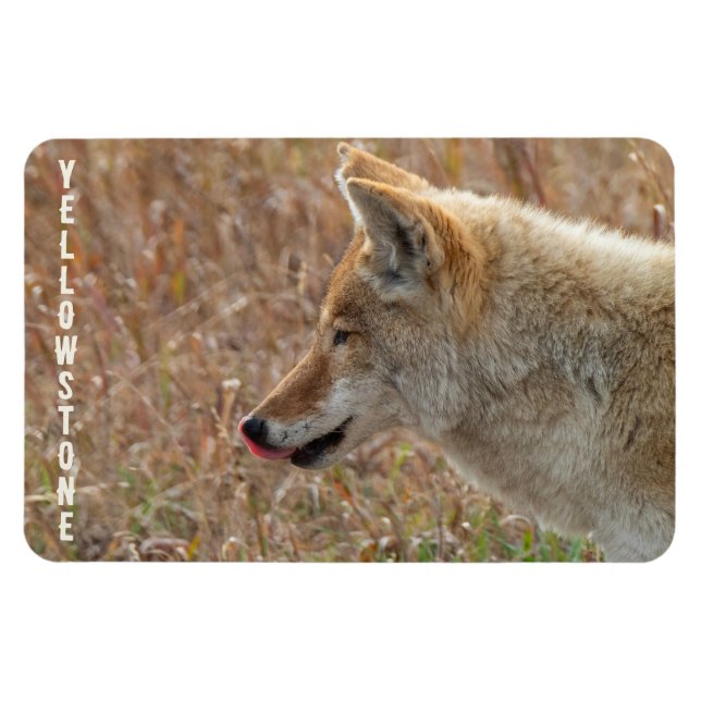 Magnet Flexible Parc national de Yellowstone dans la vallée de Coy (Horizontal)