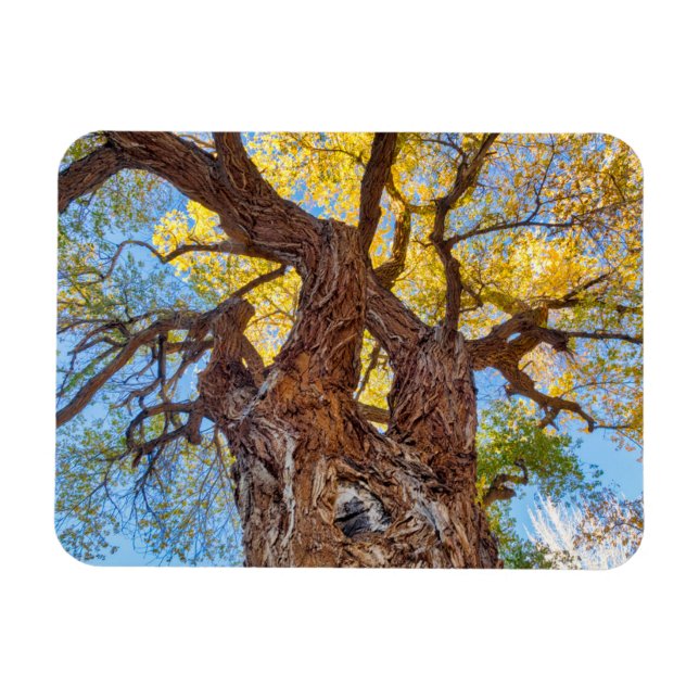 Magnet Flexible Parc national du Capitol Reef, Cottonwood Tree (Horizontal)
