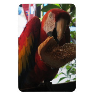 Magnet Flexible Parrot Macaw Scarlet Manger Toast