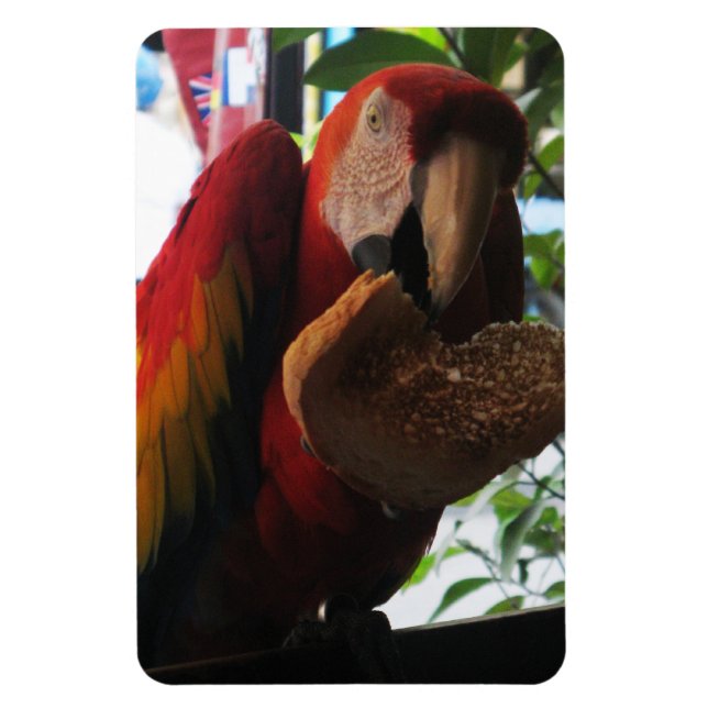 Magnet Flexible Parrot Macaw Scarlet Manger Toast (Vertical)
