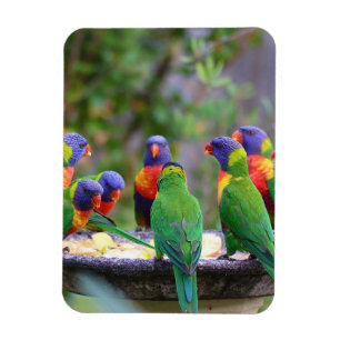 Magnet Flexible Parrots colorés Arc-en-ciel Lorikeet Manger