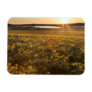 Magnet Flexible Parterre de fleurs sauvages de Balsamroot à feuill