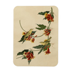 Magnet Flexible Paruline à rathbone (jaune) Audubon Birds of Ameri