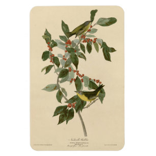 Magnet Flexible Paruline de Nashville de Audubon's Birds of Americ