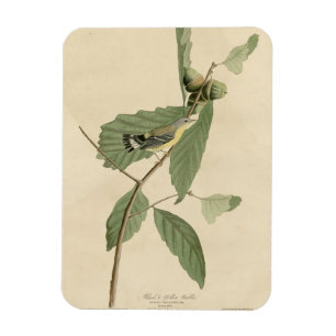 Magnet Flexible Paruline noire et jaune, Audubon's Birds of Americ