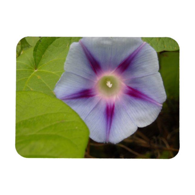 Magnet Flexible Pastel Morning Glory (Horizontal)