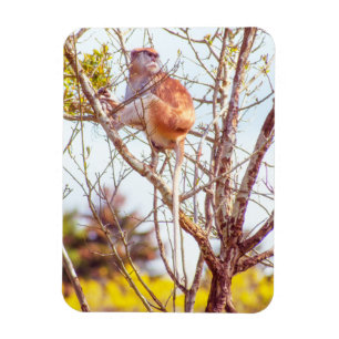 Magnet Flexible Patas est au sommet d'un arbre