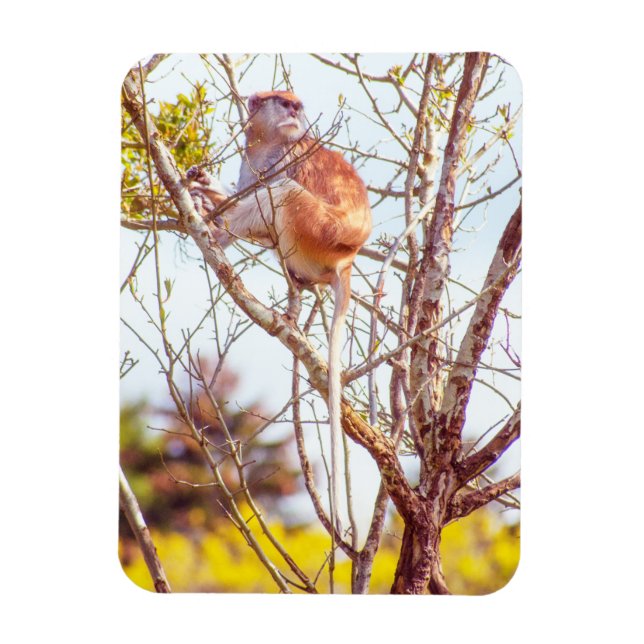 Magnet Flexible Patas est perché dans un arbre (Vertical)