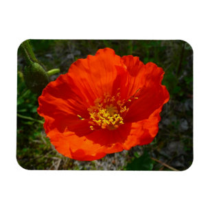 Magnet Flexible Pavot rouge de l'Alaska Fleur colorée