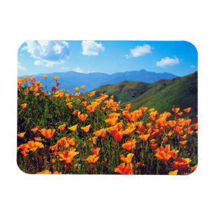 Magnet Flexible Pavots de Californie Couvrant un Versant