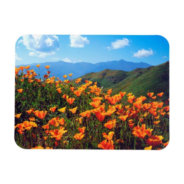 Magnet Flexible Pavots de Californie Couvrant un Versant (Horizontal)
