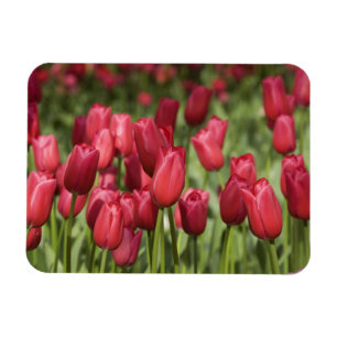 Magnet Flexible Pays-Bas (alias Holland), Lisse. Keukenhof 4