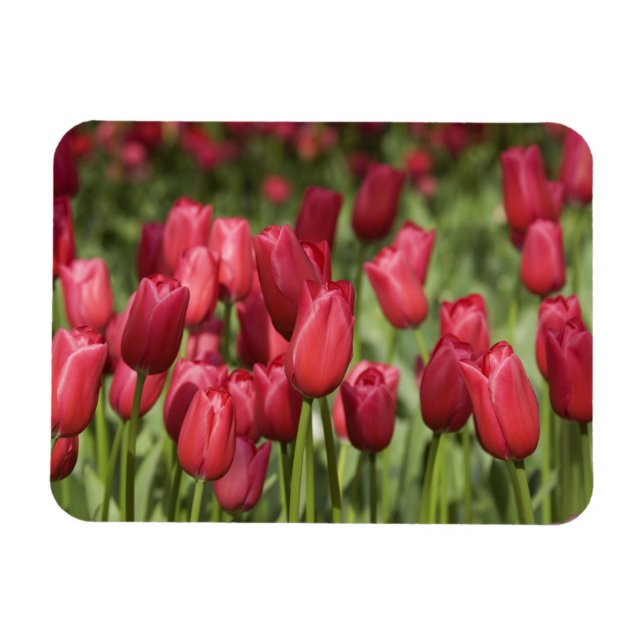 Magnet Flexible Pays-Bas (alias Holland), Lisse. Keukenhof 4 (Horizontal)