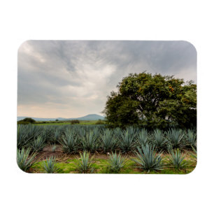 Magnet Flexible Paysage Avec Agave Bleue