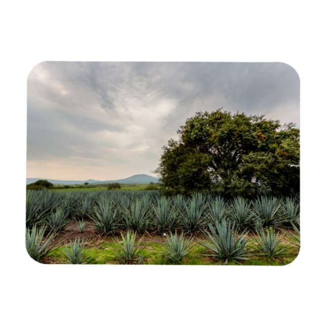 Magnet Flexible Paysage Avec Agave Bleue (Horizontal)