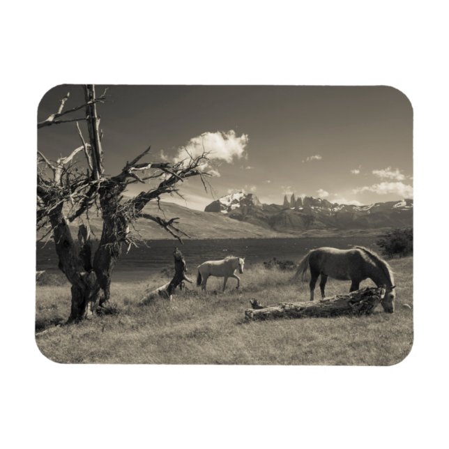 Magnet Flexible Paysage avec chevaux (Horizontal)