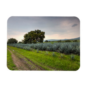 Magnet Flexible Paysage De Blue Agave