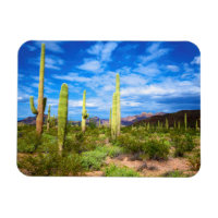Paysage de cactus du désert, Arizona