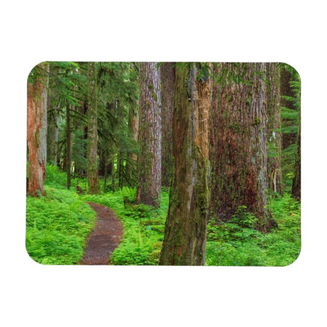 Magnet Flexible Paysage de forêt ancienne (Horizontal)