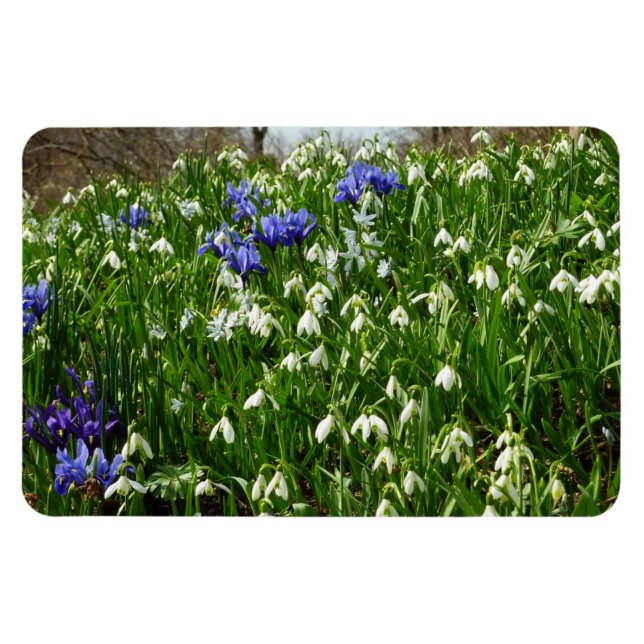 Magnet Flexible Paysage des fleurs du début du printemps (Horizontal)