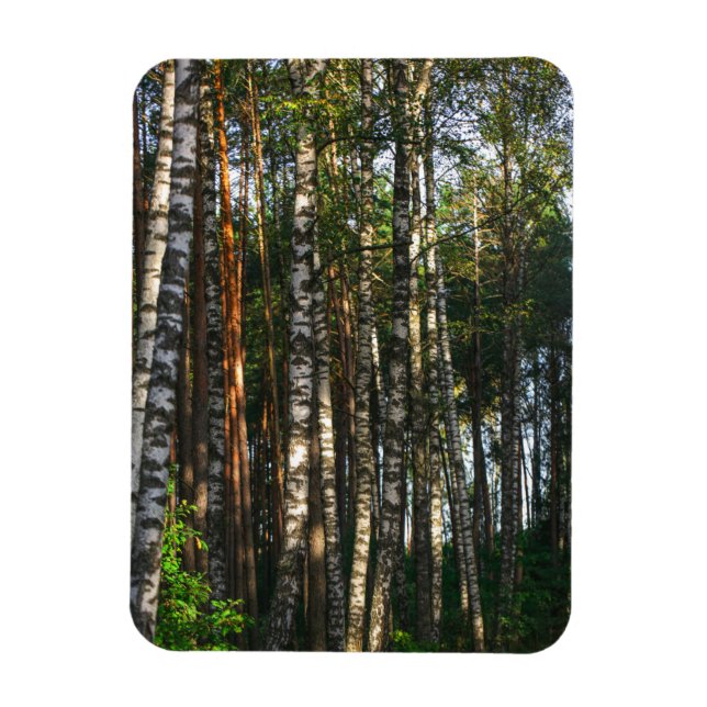 Magnet Flexible Paysage naturel Paysage Forêt Birch Trees (Vertical)