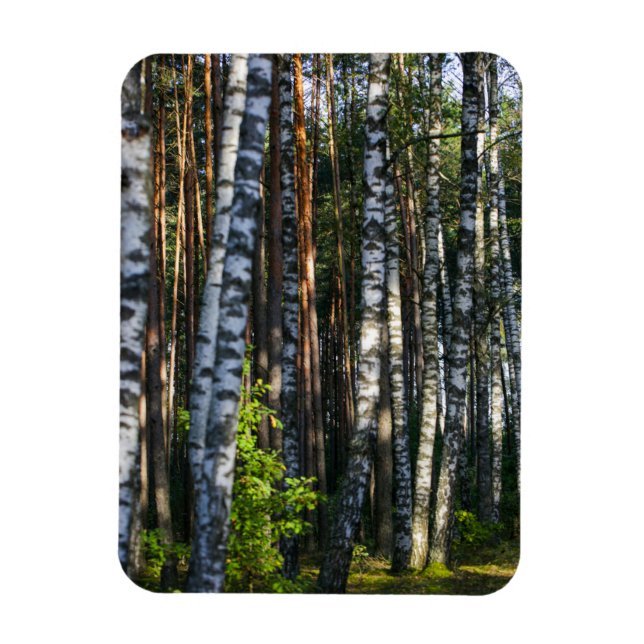 Magnet Flexible Paysage naturel Paysage Forêt Birch Trees (Vertical)